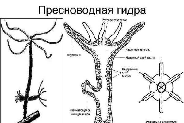 Ссылка кракен сайт зеркало